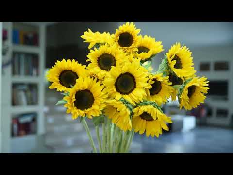 Happy Joyful Music | Relaxing Music | Binaural Beats | Q024-Q Music For Life