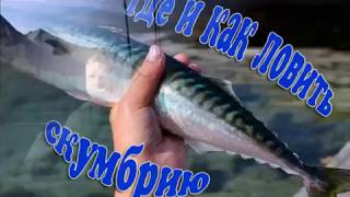 Ловля скумбрии в черном море