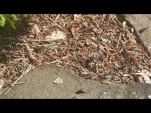 Area of Yard Taken Over by Boxelder Bugs in Eatontown, NJ