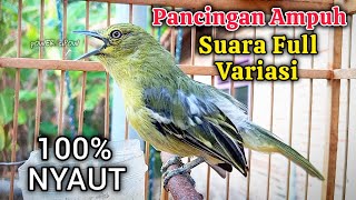 Download lagu Pancingan & Pikat Sirtu Cipoh FULL VARIASI ampuh merangsang sirpu lain ikut gacor mp3