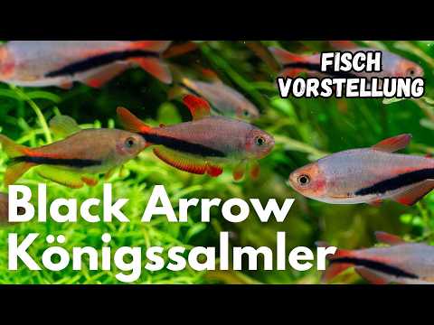Film - ciekawy gatunek ryby -Black Arrow Tetra