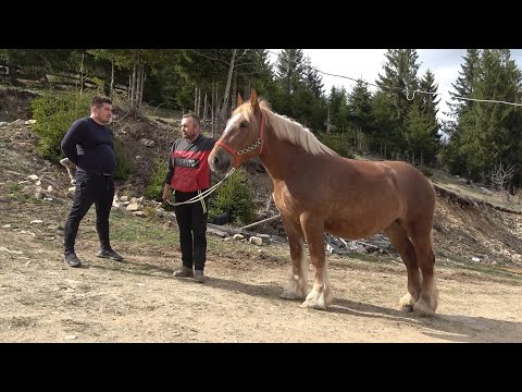 Iapa lui Dorin de la Marisel, Cluj - 2025 Nou!!!