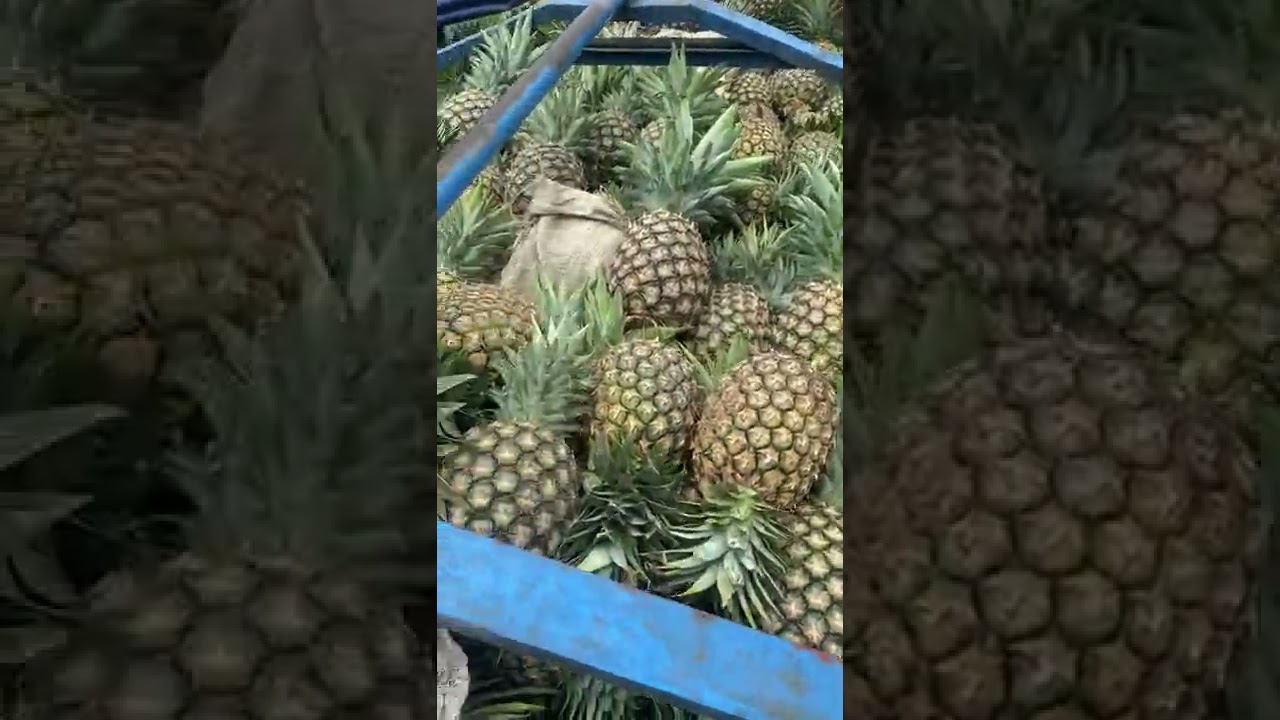 Pineapple Delivery in trailer