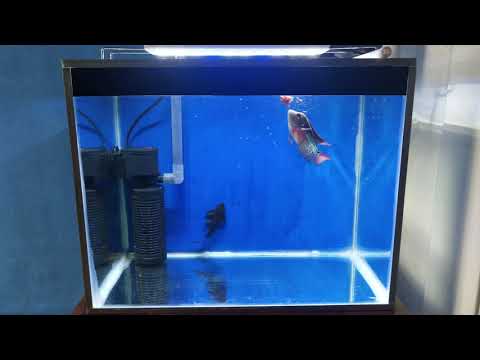 CACING BEKU UNTUK IKAN LOUHAN