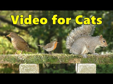 Cat TV City ~ Videos for Cats to Watch Birds ⭐ 8 HOURS ⭐