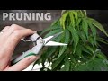 Trimming, Training & Pruning Weed Plants (Step-By-Step)