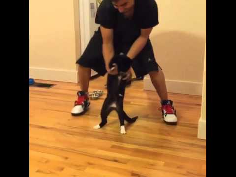 Silentó - Watch Me #watchmedanceon (Whip/Nae Nae) CAT