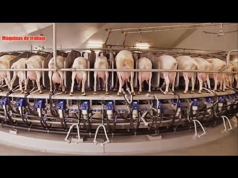 , title : 'nuevas máquinas agrícolas modernas: leche de cabra rotativa'