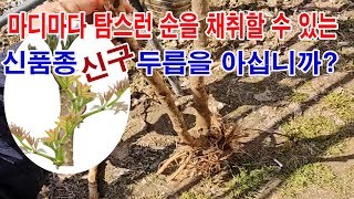 마디마다 탐스런 순을 채취할 수있는 신품종 두릅 신구 두릅을 아십니까?(두릅재배, 두릅 품종, 두릅 심기, …