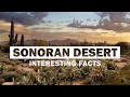 17 Interesting Facts About Sonoran Desert Hottest Desert In North America