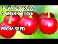 How To Grow Cherry Tree From Seed THE SIMPLE AND EASY WAY