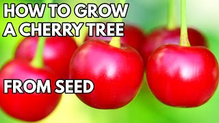 How to Grow Cherry Tree from Seed - THE SIMPLE AND EASY WAY