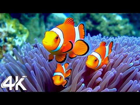 Under Red Sea 4K - Beautiful Coral Reef Fish in Aquarium, Sea Animals for Relaxation - 4K Video