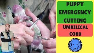 preview picture of video 'Dog Birth - Puppy Emergency Cutting Umbilical Cord - Bhola Shola'