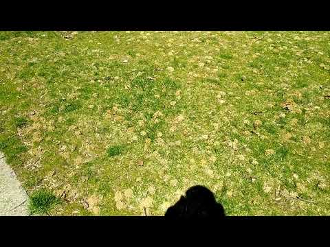 Exterminating Digger Bees in Brick, NJ