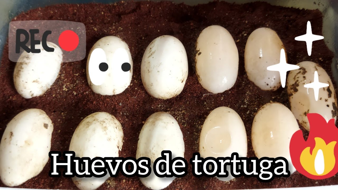 Incubación y cuidados de huevos de tortuga. 🐢🙂🌵