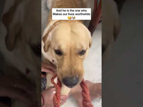My Dog is very Possessive of his toys🐶🤣 #viral #video #dog #funny #labrador #shortvideo #shorts