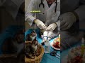 Injured Gray Cat In Operation Cat Graycat Healing Hospital Aiart Kitten Momcat Surgery Cute