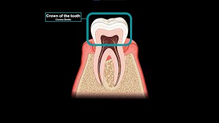 Oral Vestibule (Lips, Cheeks, Teeth, Gums) - Oral Cavity Anatomy