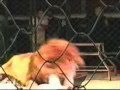Lion Attacks Trainer