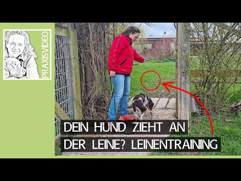 Dein Hund zieht an der Leine? 👉 Leinenführigkeit Training 👉 Praxisvideo ✔️🐶