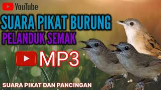 Download lagu SUARA PIKAT BURUNG PELANDUK SEMAK mp3