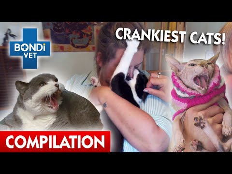 Crankiest Cats ! 😾 | Bondi Vet Compilation | Bondi Vet