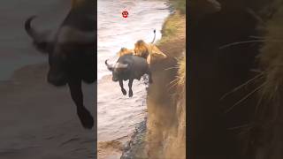 Download lagu Kerbau Lolos dari 2 Singa dengan Cara Tak Terduga!! mp3