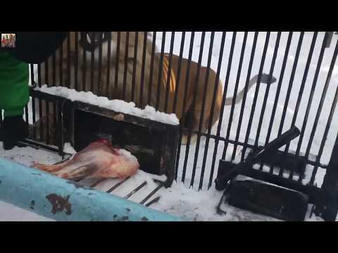 Aggresive 300kg male lion