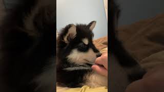 Alaskan Malamute Puppies Videos