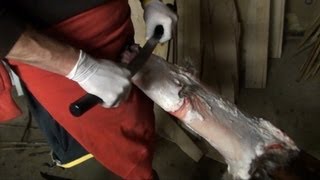 How To Flesh A Raccoon Skin
