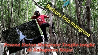 preview picture of video 'Wisat Hutan Mangrove Tongke-tongke di Kabupaten Sinjai_Explore Maman Sukirman'