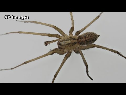 What to know about brown recluse spiders