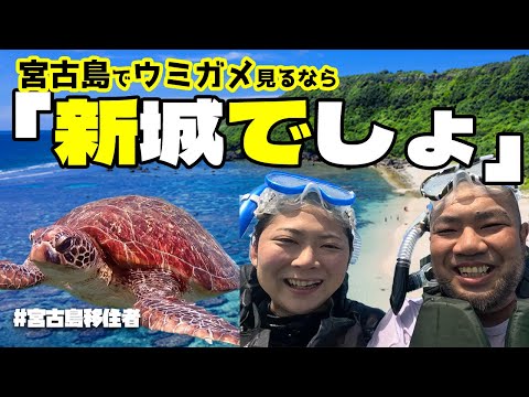 [Tartaruga marinha] Vá para a costa de Shinshiro para ver tartarugas marinhas! As últimas informações sobre a costa de Shinshiro...