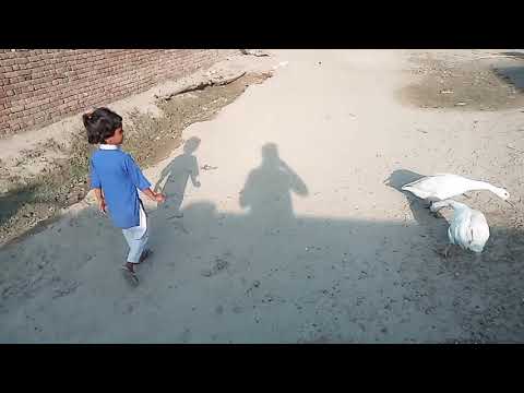 Funny goose chasing kids video