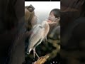 Tamil Christian Song WhatsApp Status விழிகள் நீரில் நனையும் 