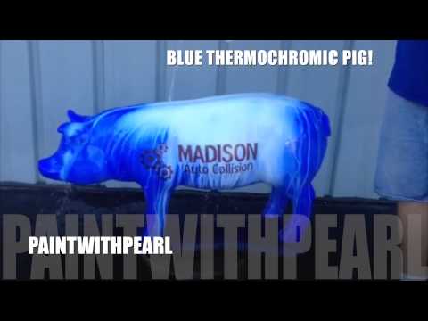 Blue Thermochromic Heat Sensitive Pig - Paint With Pearl
