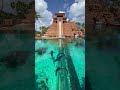 SLIDE THROUGH SHARKS #atlantis #shorts
