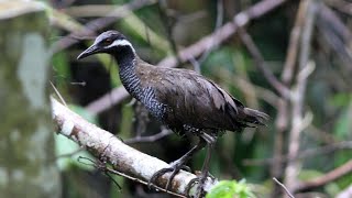 Download lagu BARRED RAIL NATIVE BIRD|FOREST CALL SOUND@hmetv5490 mp3 Download lagu BARRED RAIL NATIVE BIRD|FOREST CALL SOUND@hmetv5490 mp3