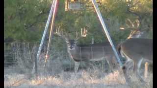 Holden Roofing Pasture 205" B&C South Texas Whitetail