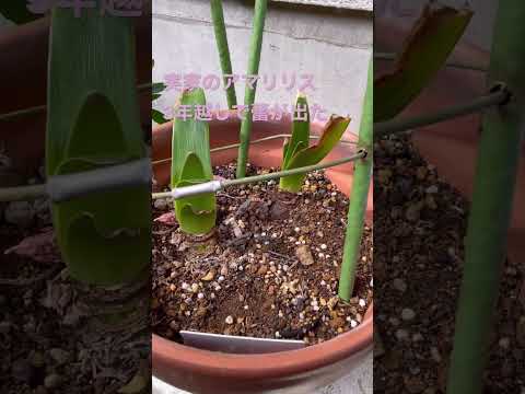 アマリリスの成長を促進し、再び花を咲かせる天然肥料は何ですか?  庭園