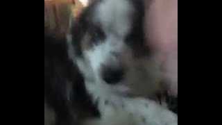 animales el perro esta hablando