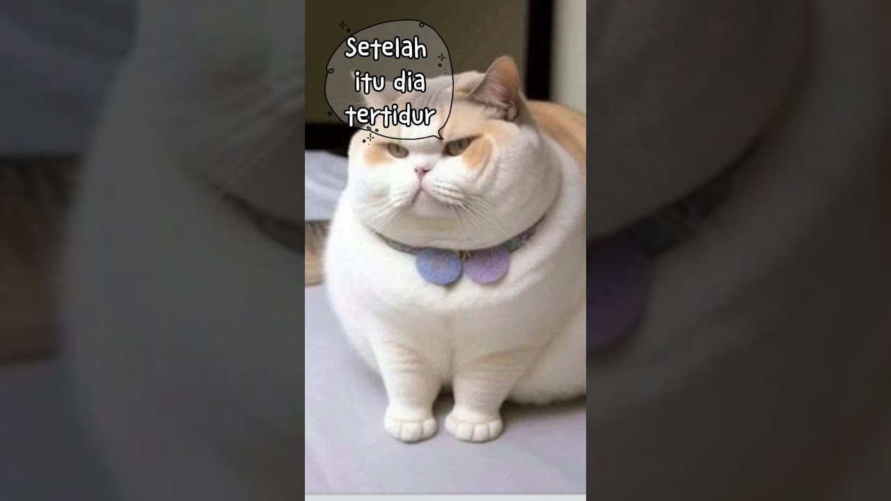 Kucing gemuk sukanya makan terus 🥰😻😽‼️ #short #shorts