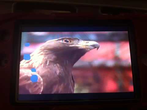 Golden Eagle Flies In!!!