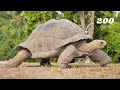 Why Do Turtles Live Long