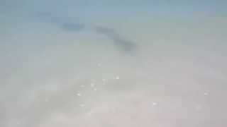 preview picture of video 'Stingrays at St Pete Beach near Don Cesar Hotel'