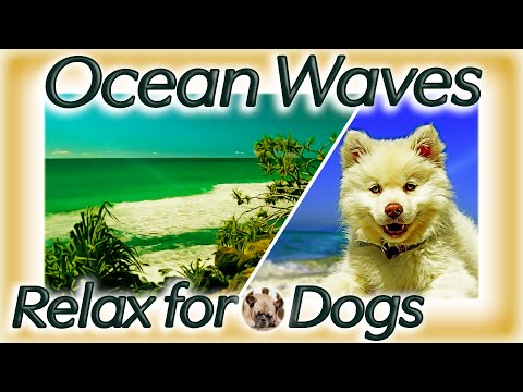 Calming Nature Sounds for Dogs & Cats | Relaxing Ocean Waves Sound