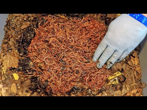 Haul-out #1 of worms from 99-day bin to launch a new bin - vermicomposting