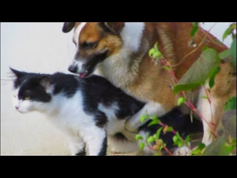 DOGS MATING CATS SUCCESSFULLY VIDEOS COMPILATION 2021 [HD]