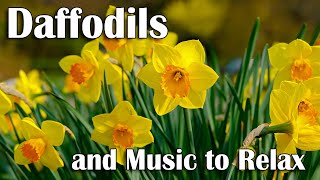 Download lagu Daffodils and Soft Calming Music - Stress Relief Music for Relaxing and Meditating mp3